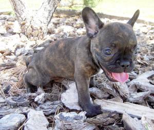 AdorableFemaleFrenchBulldogPuppy